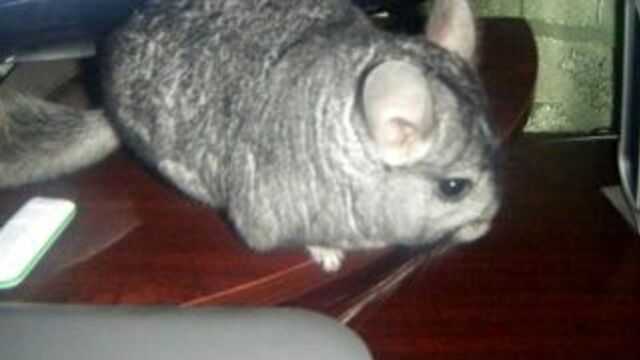 Мои подруги и несколько фоток моей шиншили