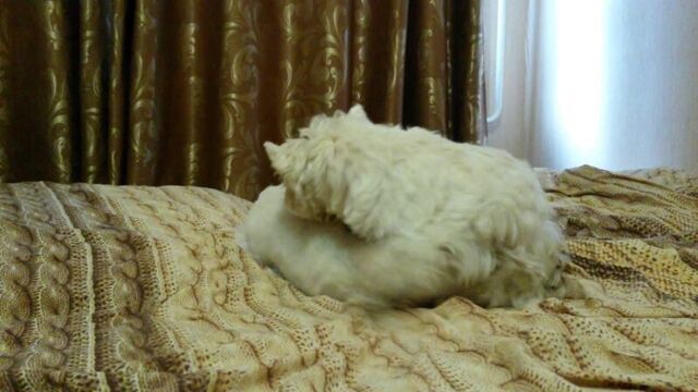 Утренние валяшки)