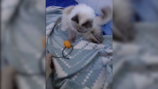 Кошка поролошка со своей любимой погремушкой)