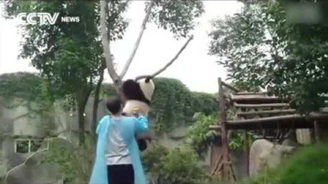 So cute! panda asks for hug to get down from tree!