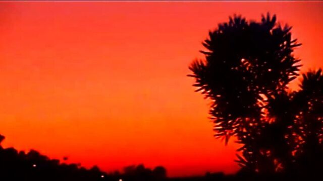 Cat soup - eaters [video]