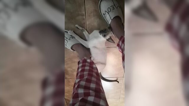 Жестокое нападение орика)