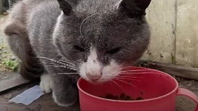 Хромой котик серый из питера ищет дом