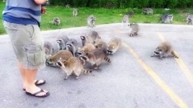 Еноты просят чипсы доритос / raccoons going crazy for doritos!