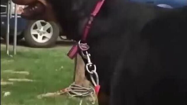 Приколы с животными _ смешные коты собаки 2019 _ до слез я видел все _ юмор от renyrey