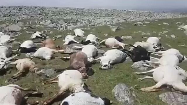 Удар молнии убил более 500 овец в грузии