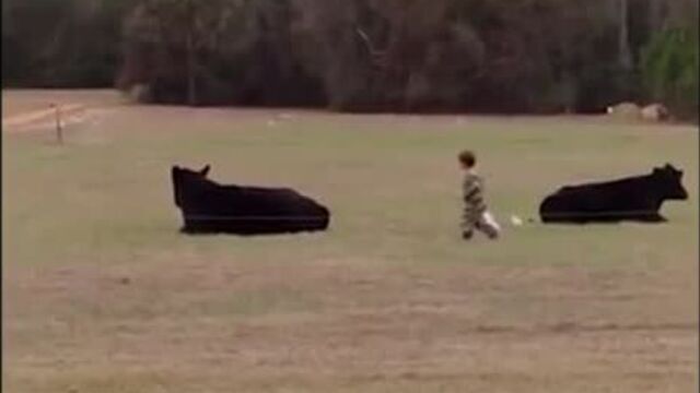 Чубрик залез на биф аля рус на гриле