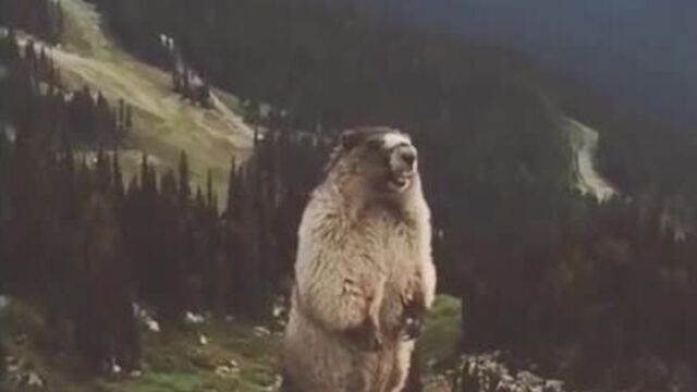 Суслик орёт, сурок кричит ааа