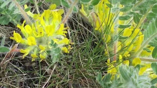 Астрагал - трава жизни, засекреченная сталиным