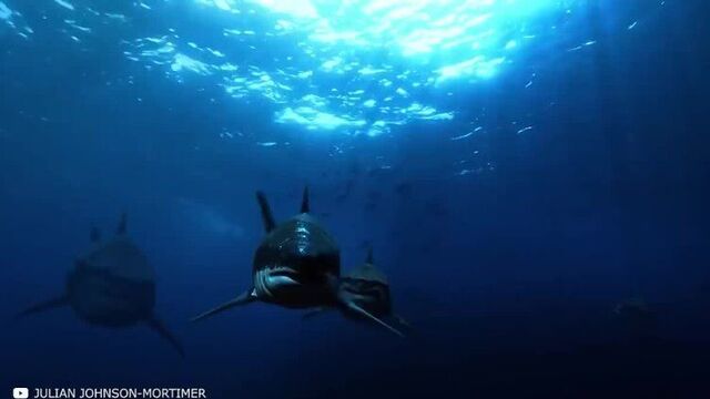 Этого существа боялся даже мегалодон