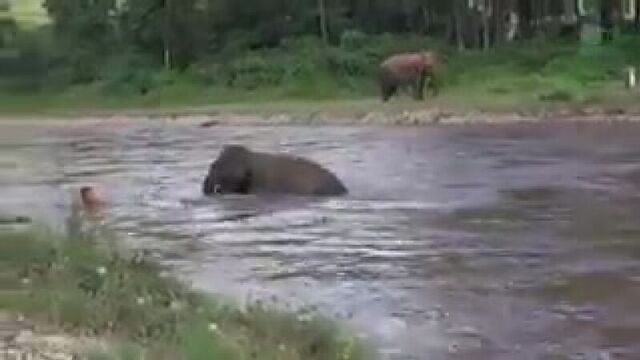 Слон бросился на помощь тонущему человеку в таиланде