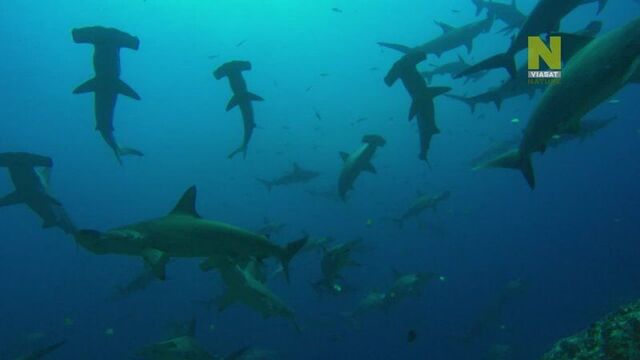 Тихий океан - моря | 1 серия из 4 | 2020 | hd 1080