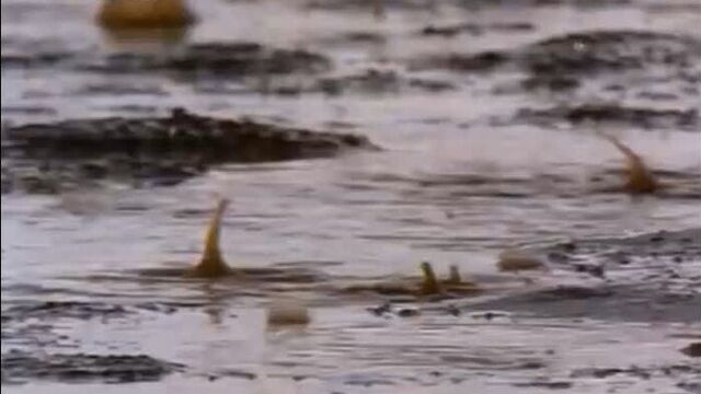 Video by документальные фильмы bbc discovery national