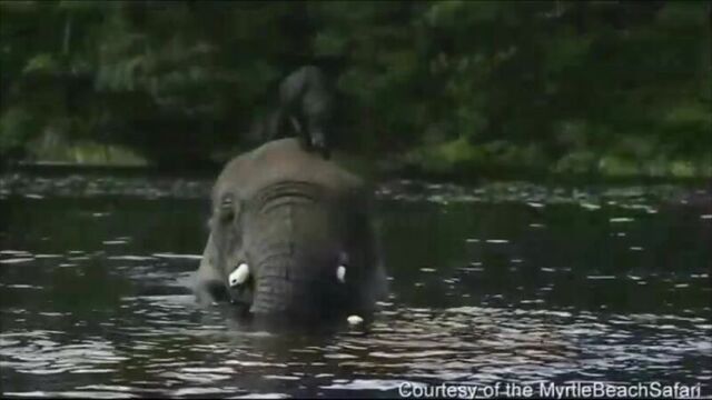 Африканский слон бабблс и чёрный лабрадор белла