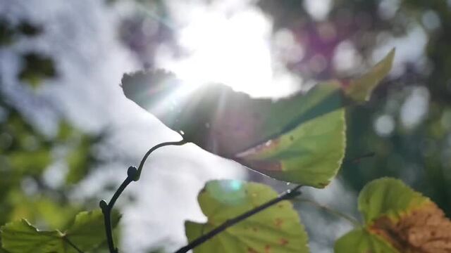 Выкса-медиа: осень, привет!