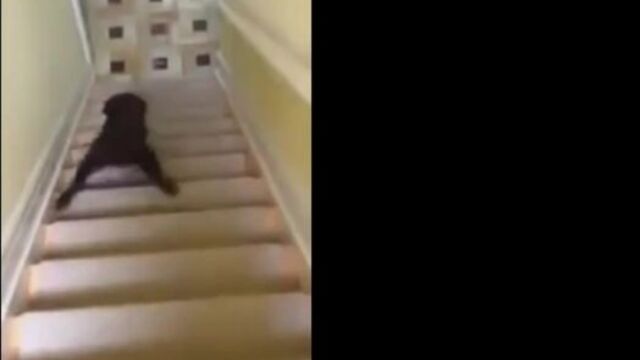 Смешное видео про животных. подборка 2015