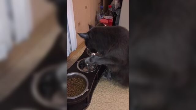 Кот мейн-кун полидакт пьет воду из лапы-варежки