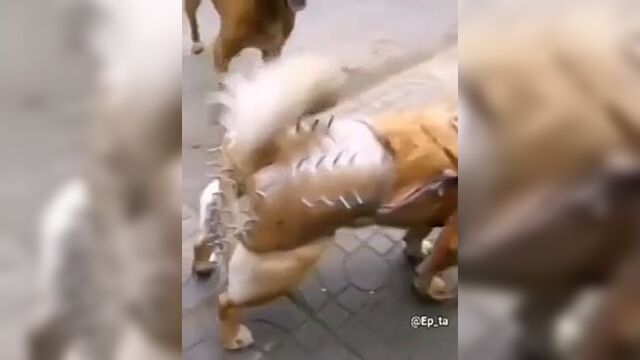 Трусы верности