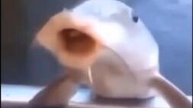 Дай свой дискордик дай свой дискордик