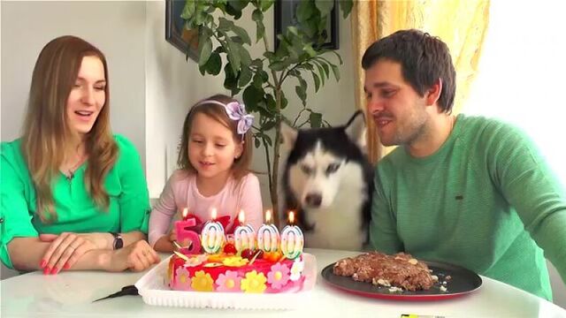 София и сибирская хаски фрэнк 50 000 подписчиков на канале маленькая мисс софия sofia and husky