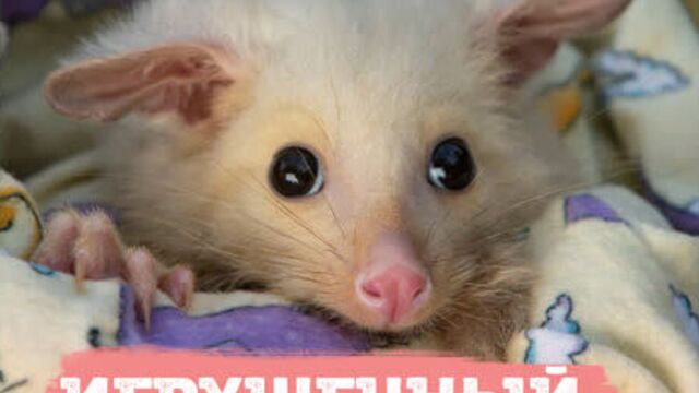 Лисий кузу взрывает мимиметры