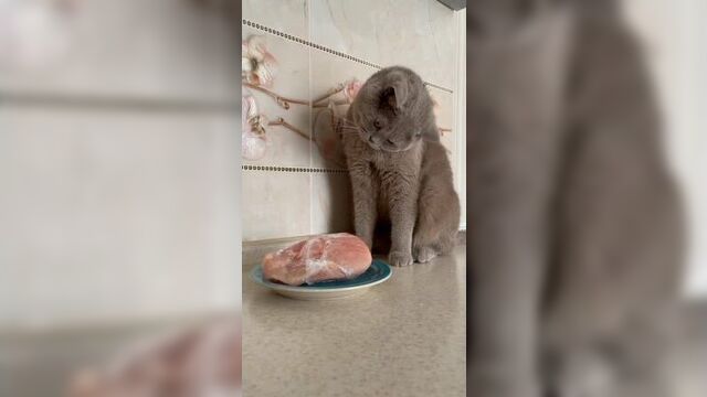 Видео от зоодоктор г.чайковский