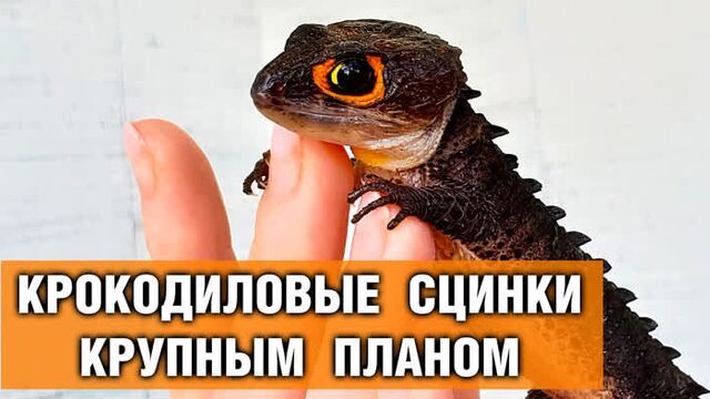 Крокодиловые сцинки — показываю сцинков крупным планом