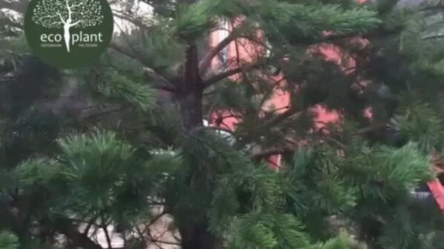 Video by экоплант