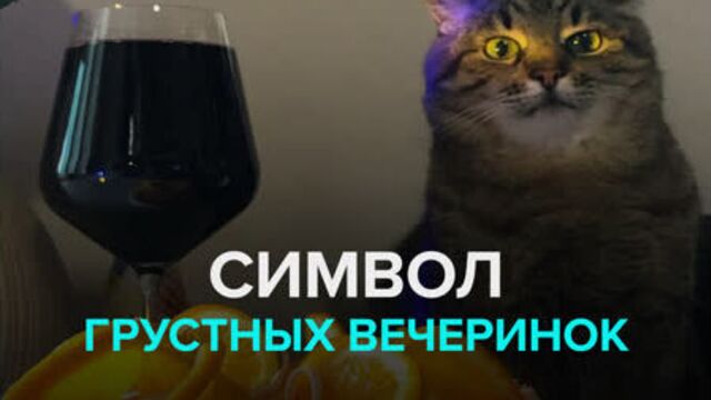 Кот степан — символ грустных вечеринок — москва 24