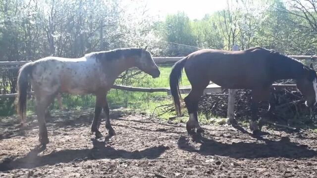 Случка лошадей. молодой неопытный жеребец кроет кобылу