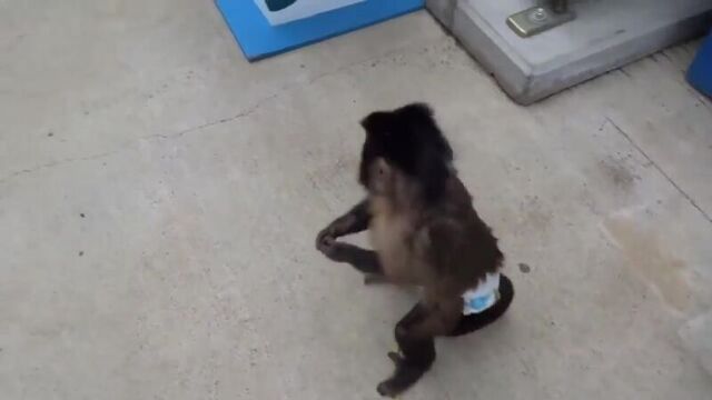 Смешные обезьяны приколы про обезьян funny monkeys 1 (макаки жгут)