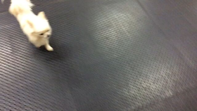 Мопс моня и чих арчи!